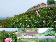 -密云玫瑰情园