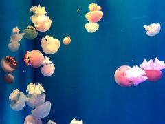 -福州罗源湾海洋世界旅游区