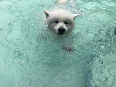 -汪说喵讲宠物乐园宠物酒店(红星美凯龙店)