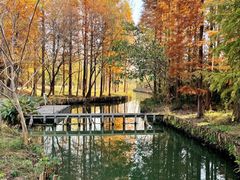 -溱湖国家湿地公园