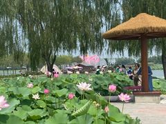 -白洋淀景区