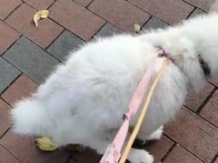 -瑞鹏宠物医院·骨科·猫科·内科(第一中心)