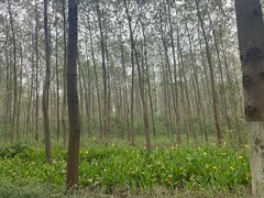 -合肥滨湖国家森林公园