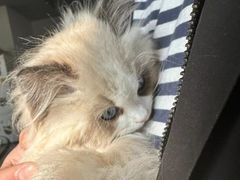 -东方名猫馆·英短金渐层布偶猫舍(环线广场1号楼店)