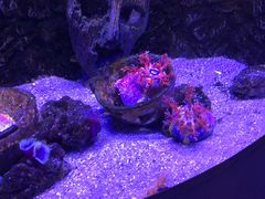 -芜湖新华联大白鲸海洋公园