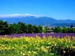 -富田农场