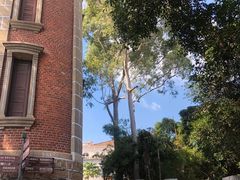 -八婆婆烧仙草(中山路店)