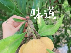 -塘栖枇杷特色园区