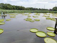 -荷塘月色湿地公园·向阳花洲