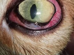 -爱侣宠医·鹦鹉专科·小型哺乳类·异宠专科(灵石路店)