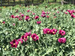 -国家植物园南园