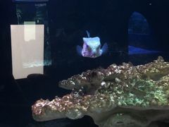 -左海海底世界