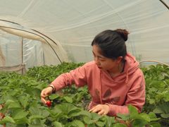 -喜杨洋草莓采摘园