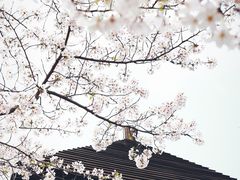 -顾村公园