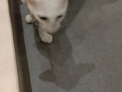 -飞行喵MR PILOT|猫舍·猫咖(静安大融城店)