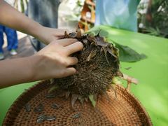 -胡姬港湾幼儿园(龙华丰谷园)