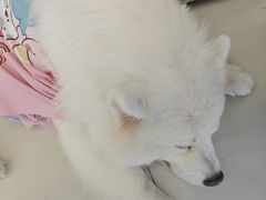 -怪兽屋·羊驼·猫咖·狗咖(俊华广场店)