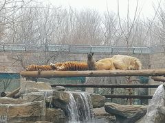 -北京野生动物园