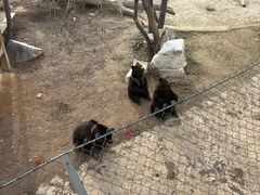 -石家庄市动物园