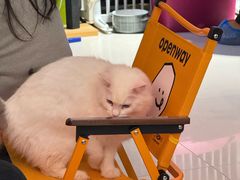 -平行世界·猫咖(首经贸店)