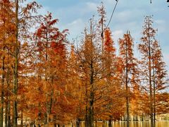 -白鹭湾湿地公园