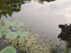 -江湾体育中心游泳馆