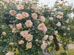 -都江堰玫瑰花溪谷
