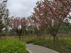 -白鹭湾湿地公园