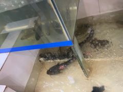 -苗家恒灵酸汤鱼-跳水牛肉连锁店(凯里总店)