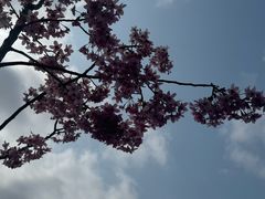 -新江湾城公园