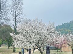 -苏州上方山国家森林公园