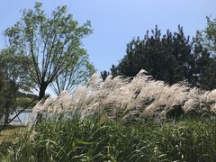 -东郊湿地公园