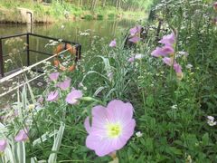 -合肥滨湖国家森林公园