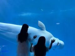 -海合安成都极地海洋公园