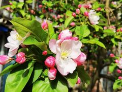 -北京市海淀区翠微小学