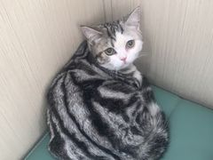 -佳怡动物医院·平价24小时·猫专科骨外科