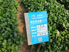 -上膳源有机农场