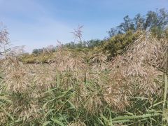 -天津东丽湖风景区