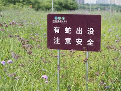 -洋湖国家湿地公园