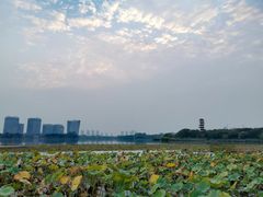 -暨阳湖生态园