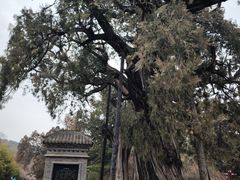 -黄帝陵