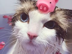 -Pets First伊珊娜洗护·精致美容·家庭式寄养(新会路店)
