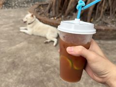 -柴犬高等学院·狗咖·柴犬售卖·宠物训练