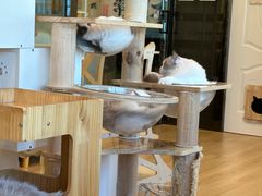 -有喵·猫咖·狗咖·30几只猫10只小狗(岗厦店)