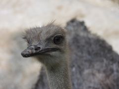 -栾川竹海野生动物园