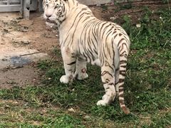 -石家庄市动物园