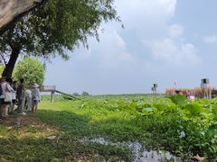 -洪湖生态旅游区