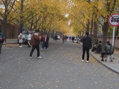 -三里屯东五街银杏大道