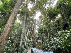 -西双版纳原始森林公园