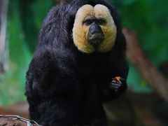 -广州长隆野生动物世界